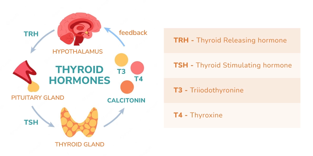 갑상선은 목 앞 부분에 있는 나비 모양의 장기입니다. 이곳에서 삼요오드티로틴(triiodothyronine, T3)과 티로신(thyroxine, T4)을 분비합니다. 이 호르몬들은 음식을 에너지로 바꾸는 신진대사를 조절하는 일을 합니다. 갑상선은 뇌하수체가 생산한 갑상선자극호르몬(TSH)에 의해 통제됩니다.
