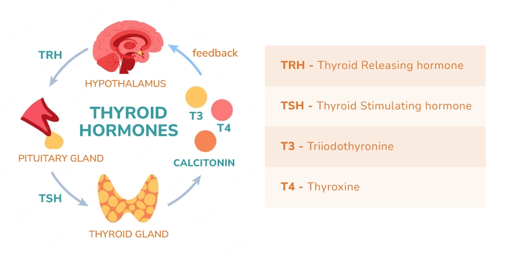 La glándula tiroidea es un órgano con forma de mariposa situado delante del cuello que secreta dos tipos de hormonas: triyodotironina (T3) y tiroxina (T4). Estas hormonas regulan el metabolismo del cuerpo, que transforma los alimentos en energía. La glándula tiroidea está controlada por la hormona estimulante del tiroides (TSH) que produce la hipófisis en el cerebro.