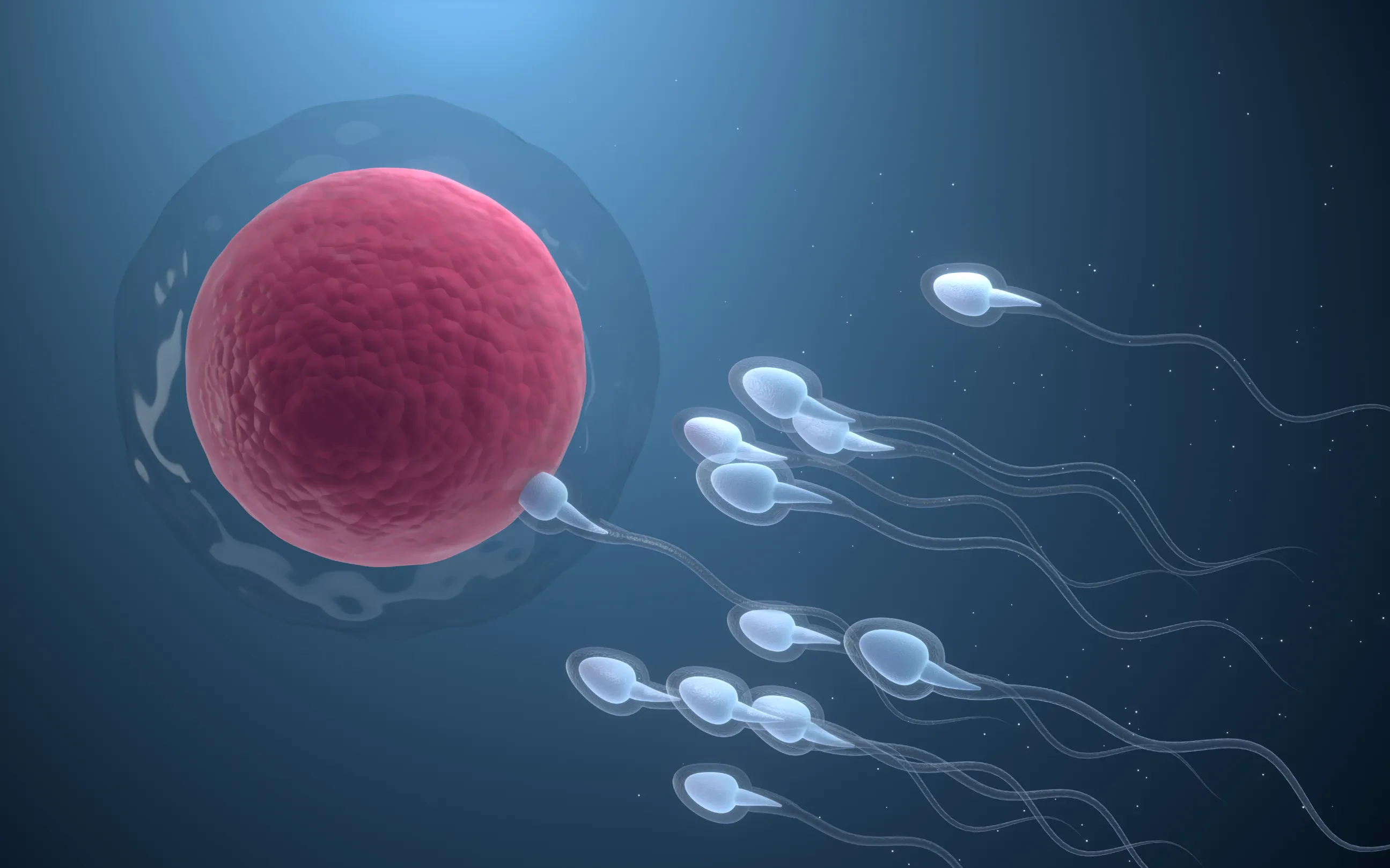 picture of an egg and sperm