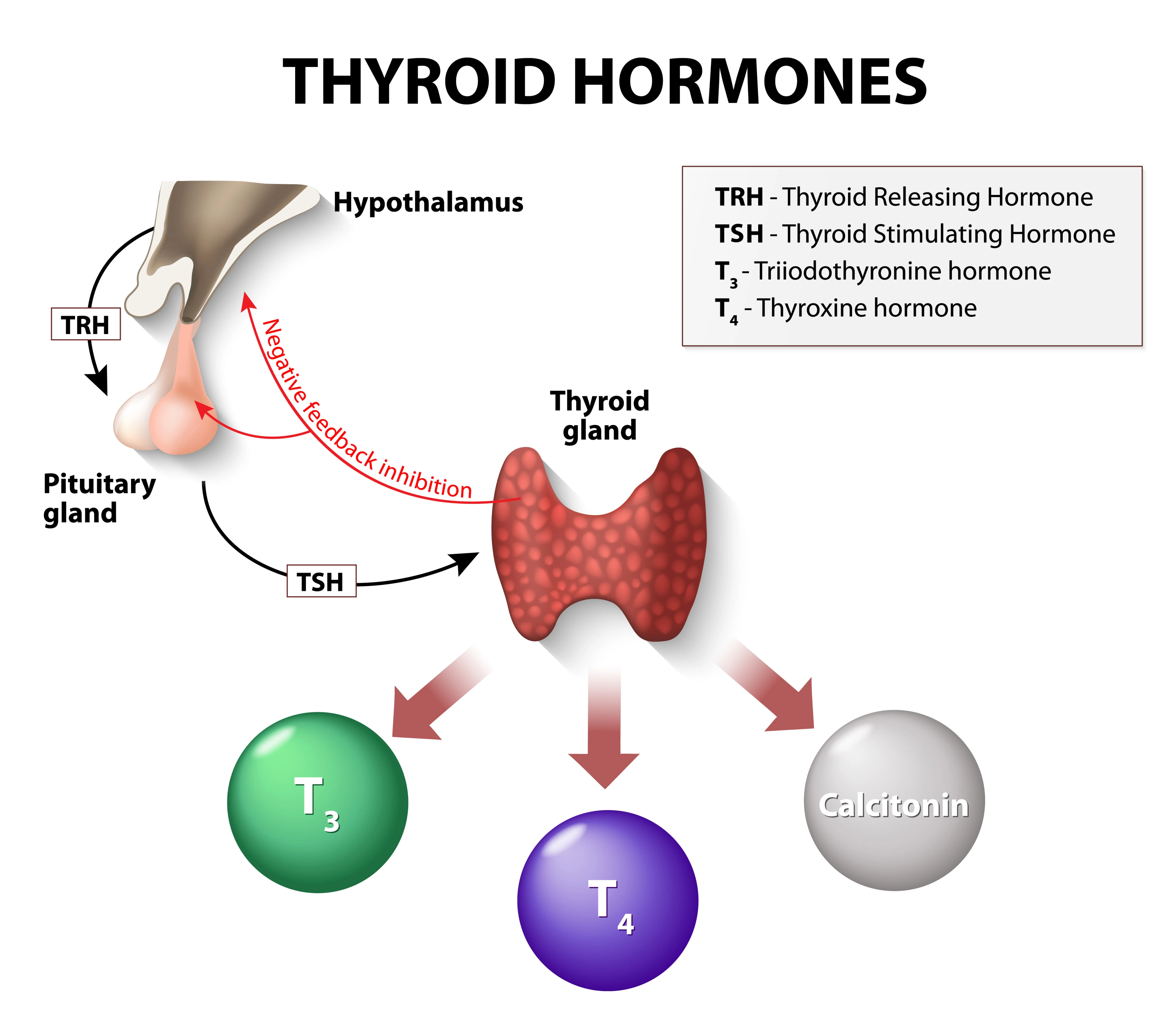 La glande thyroïde est l'organe en forme de papillon situé à l'avant du cou qui sécrète deux types d'hormones : la triiodothyronine (T3) et la thyroxine (T4). Ces hormones régulent le métabolisme de votre corps qui transforme les aliments en énergie. La glande thyroïde est contrôlée par l'hormone stimulant la thyroïde (TSH), produite par l'hypophyse dans le cerveau.